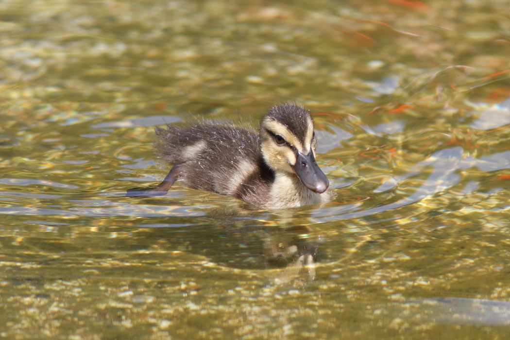 相模原公園のカルガモもだいぶ大きくなりました 同じ池に２グループの親子がいるのだけど、お互いに近づかないようにしているみたいです 仲良くすればいいのにね